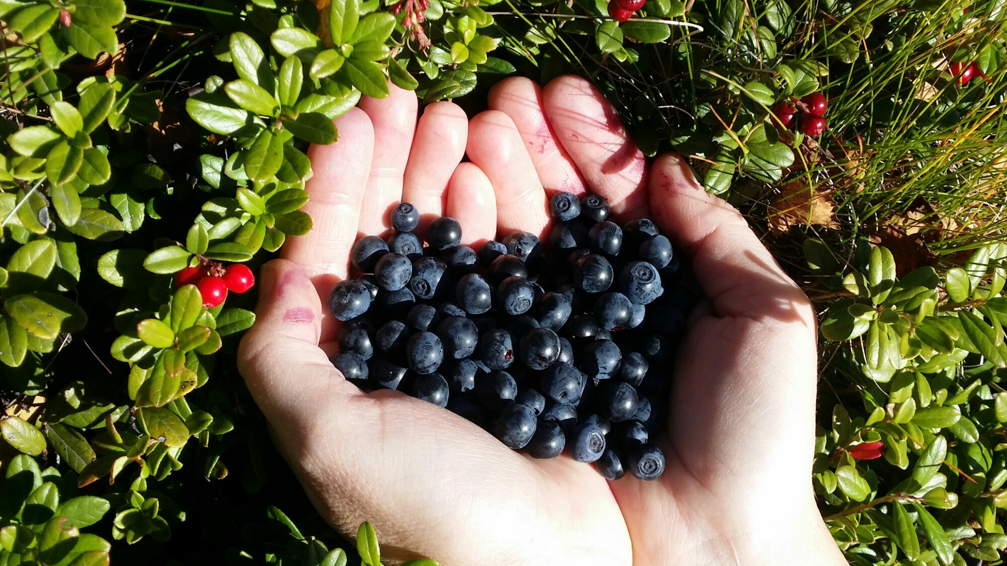 Plocka blåbär på förskola nära Ursviksskogen i Järvastaden