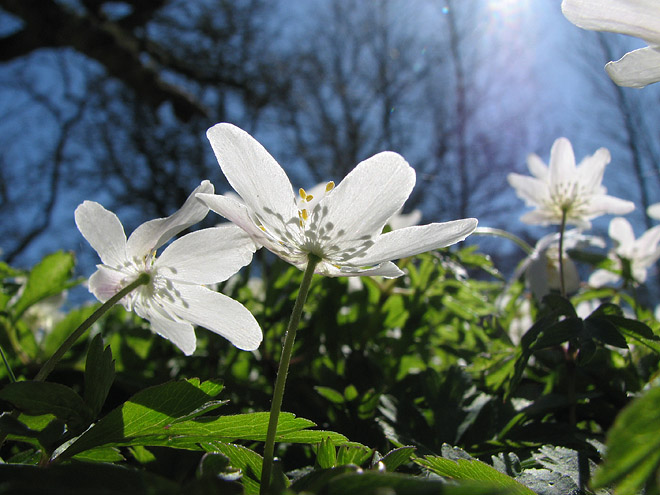 Nära naturen på förskola i Järvastaden